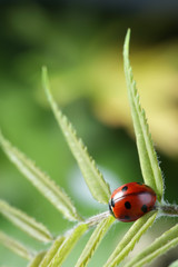 Obraz premium ladybug with water drop on green leaf