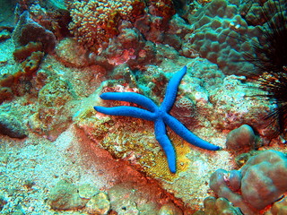 Starfishs of the South-Chinese sea