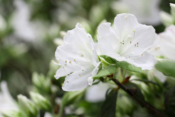 white rhododendron