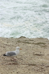 Goéland au bord d'une falaise