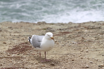 Portrait d'un goéland