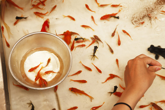 76 Best 金魚掬い Images Stock Photos Vectors Adobe Stock