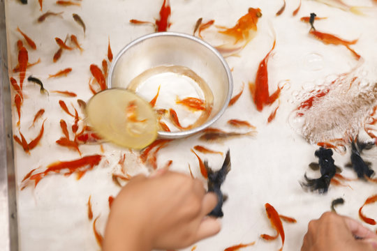 72 Best 金魚掬い Images Stock Photos Vectors Adobe Stock 72 Best 金魚掬い Images Stock Photos Vectors Adobe Stock