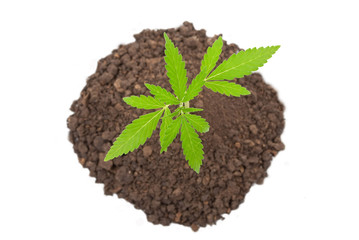 Marijuana plant