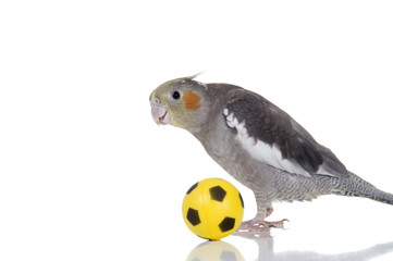 Soccer Player