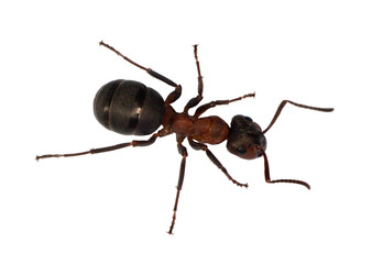 forest ant top view