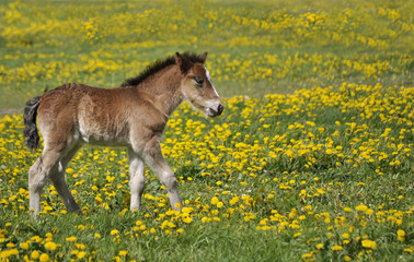 Foal in field surrounded by dandelions