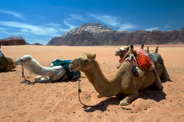 Camels in Wadi Rum, the desert valley