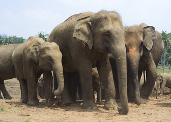 Fototapeta na wymiar Elephants