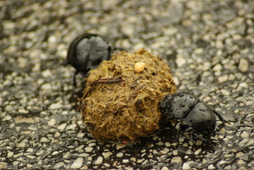 SCARABEO STERCORARIO