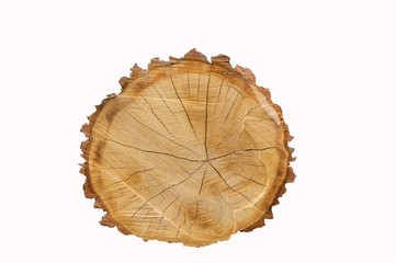 Cut oak log