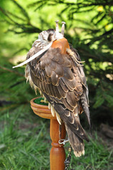 Sleeping falcon with a hood on its head