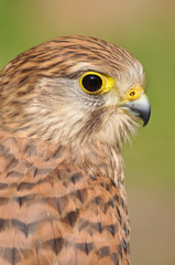Common kestrel