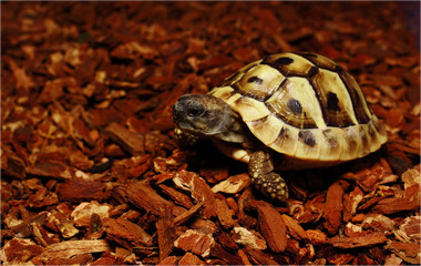 hermann's tortoise
