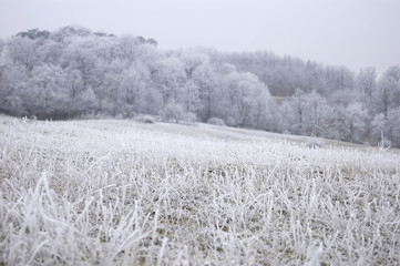 frozen nature on a cold winter day with ice on grass