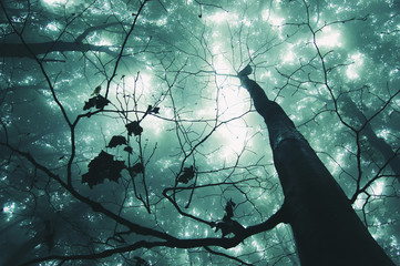 tree in a magical forest with green fog