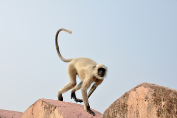 Mono saltando en la muralla de fuerte de Amber