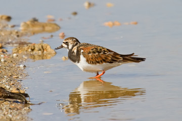 Ruddy Turnstone