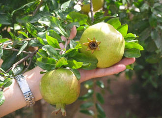 Growing of pomegranate on Malta