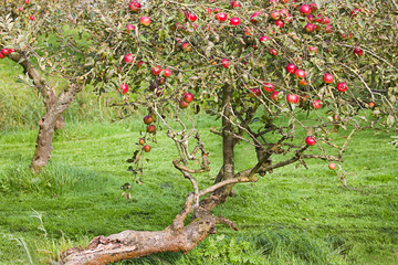 Very old apple tree in orchard full of riping apples - 32792147
