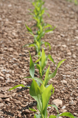 filare di piante di mais