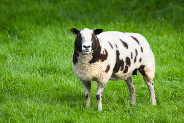Obraz premium Brown and white spotted sheep