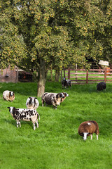 Brown and white spotted sheep and pear tree