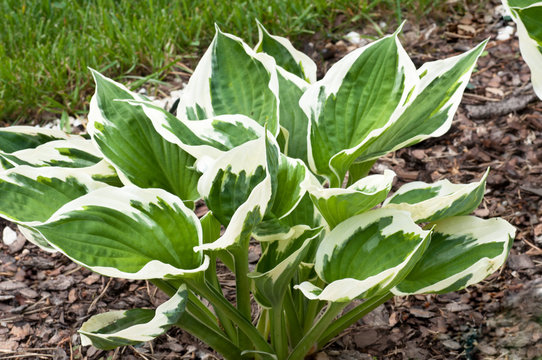 funkia hosta bylina