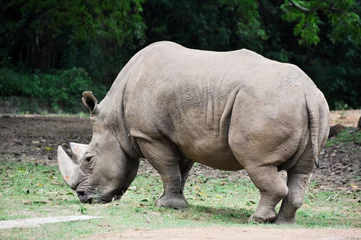 Foto op Plexiglas Rhinoceros at Mysore zoo © Noradoa