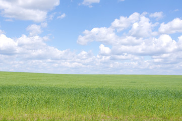 Green field and white clouds