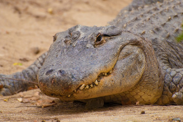 Crocodile