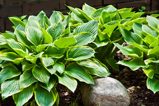 funkia, hosta