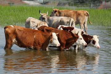 cows standing in water