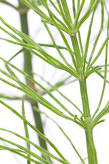 Fototapeta premium Acker-Schachtelhalm (Equisetum arvense) Nahaufnahme vom Stengel