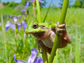 Hyla on iris 1