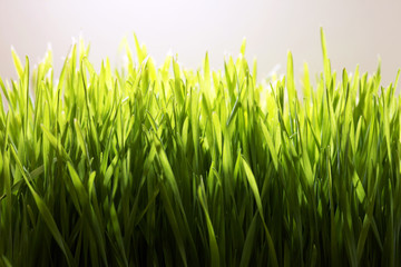 Fototapeta premium Fresh Wheatgrass