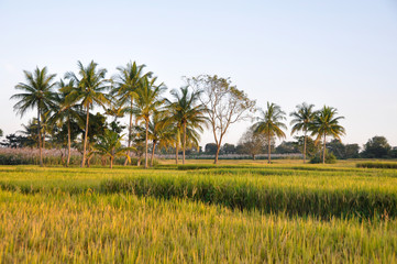 Fototapeta premium Rice field in Karnataka, India