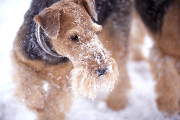 Frosty Airedale Terrier Dogs