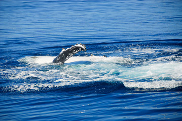 Naklejka premium Humpback Whale in Hervey bay, Queensland, Australia