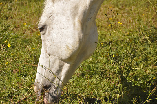 t&ecirc;te de cheval