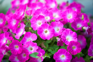 Fototapeta na wymiar Pink petunia
