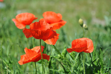 roter mohn