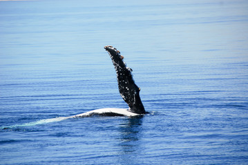 Humpback Whale in Hervey bay, Queensland, Australia