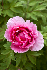 Pivoine, plante, fleur, jardin, parc, planter, jardinage, floral