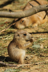 Baby prairie dog eating