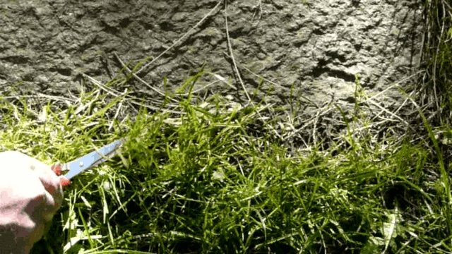 Grasschnitt