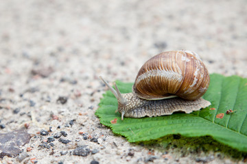 Snail on green leaf in spring day