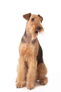 Airedale Terrier Dog