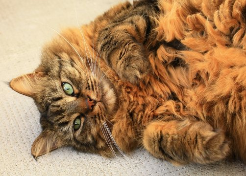 chat main coon tigr&eacute; roux couch&eacute; sur le cot&eacute;