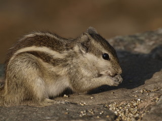 Ardilla en el Lodi Garden en Delhi (India)